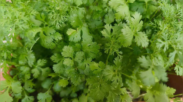Cilantro (Coriander)