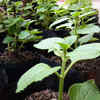 Oregano