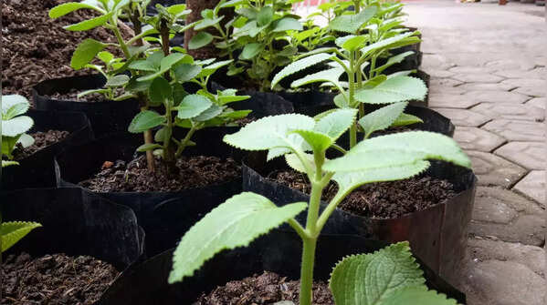 Oregano