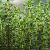 Thyme