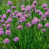 Chives