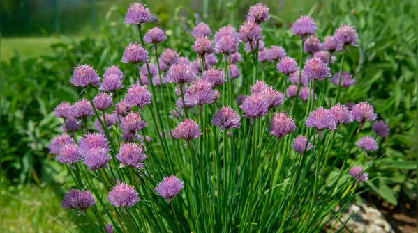 Chives