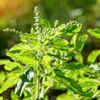 Article image for: <i class="tbold">basil</i>