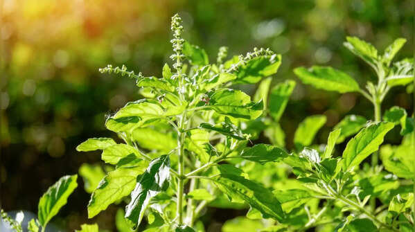Basil