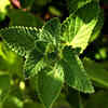 Article image for: <i class="tbold">mint</i>