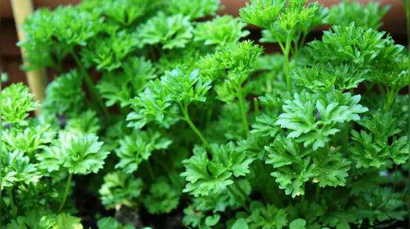 10 easy herbs and plants to grow in a compact vertical garden