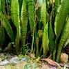 Snake Plant (Mother-in-Law’s Tongue)