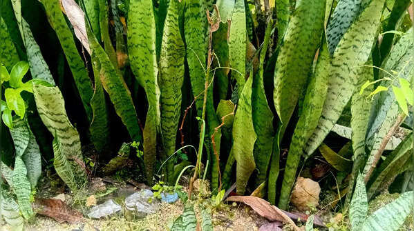 Snake Plant (Mother-in-Law’s Tongue)