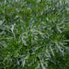 Wormwood (Artemisia)