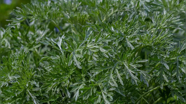 Wormwood (Artemisia)