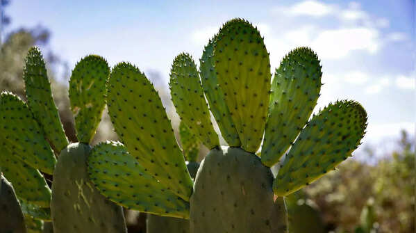 Cactus