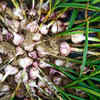 Garlic and Alliums