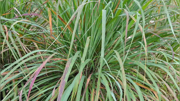 Lemongrass