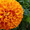 Marigolds