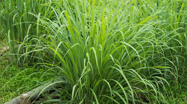 6 snake-repellent plants to naturally protect your home