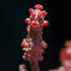 Pygmy Seahorse