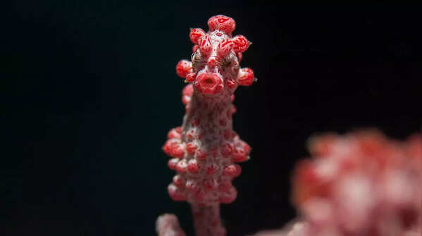 Pygmy Seahorse