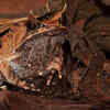 Article image for: Malayan Leaf <i class="tbold">frog</i>