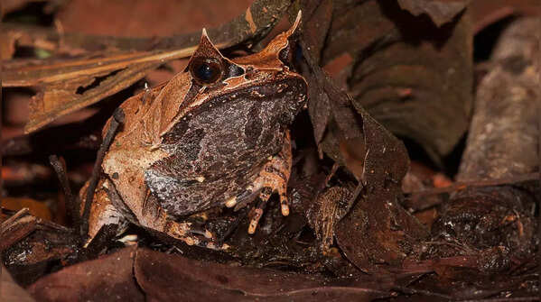 Malayan Leaf Frog