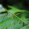 Stick Insect