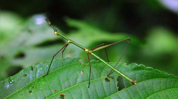 Stick Insect