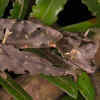 Leaf-Tailed Gecko
