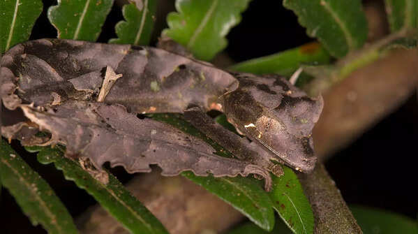 Leaf-Tailed Gecko