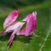 Orchid Mantis