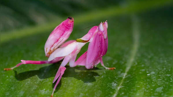 Orchid Mantis