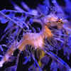 Leafy Sea Dragon