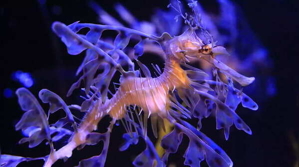 Leafy Sea Dragon