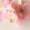 Sakura Extract: Serious Barrier Repair