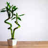 Sacred Bamboo (Lucky Bamboo)