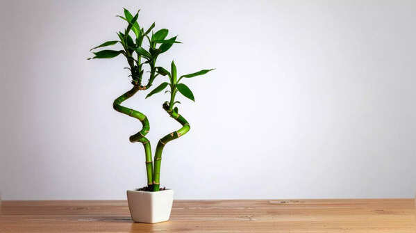 Sacred Bamboo (Lucky Bamboo)