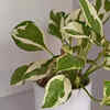 Money Plant (Golden Pothos)