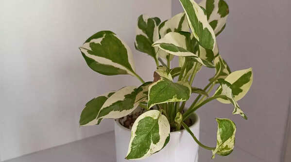 Money Plant (Golden Pothos)