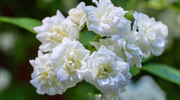 Jasmine
