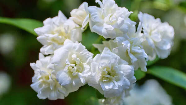 Jasmin