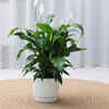 Peace Lily