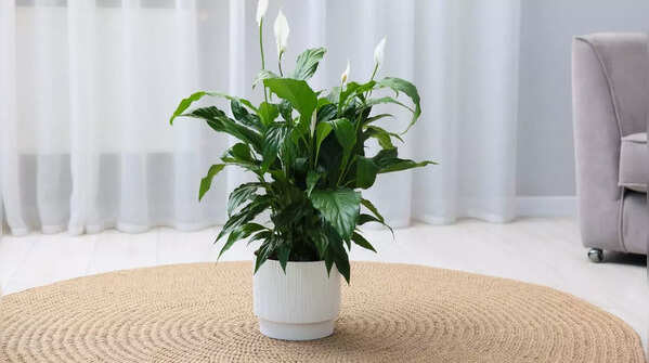 Peace Lily