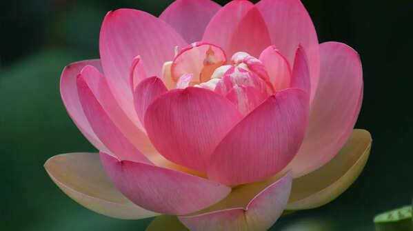 Lotus