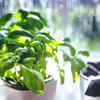 Article image for: Holy <i class="tbold">basil</i> (Tulsi)
