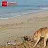 Article image for: Dog’s Quiet Act For Lifeless Turtle At Beach Moves Internet