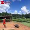 Article image for: Baby Elephant Stumble Video Wins Hearts Online