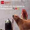Article image for: <i class="tbold">dog</i> Eating Offerings Near Shivling Leaves Devotees Emotional