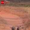 Article image for: Kuhani Twins Melt Hearts In Viral Tadoba Tiger Reserve Video