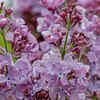 Lilac (Syringa vulgaris)