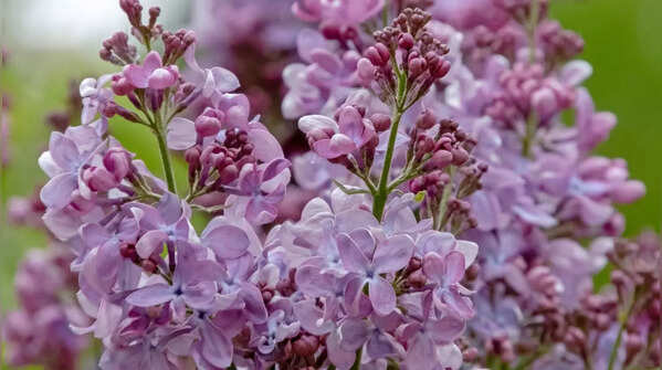 Lilac (Syringa vulgaris)