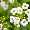 Sweet Alyssum (Lobularia maritima)