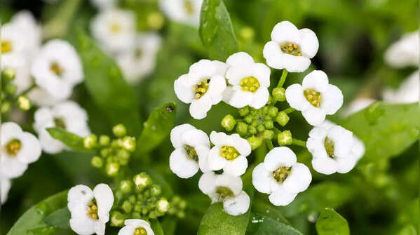 Sweet Alyssum (Lobularia maritima)